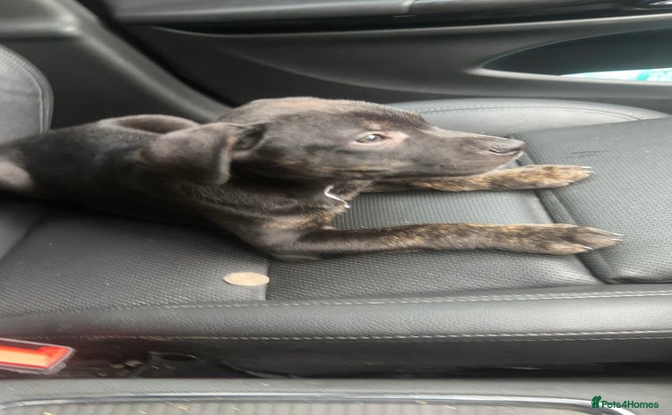 Staffordshire Bull Terrier dogs Staffy Brindle Black Boy London Staffordshire - Advert 10