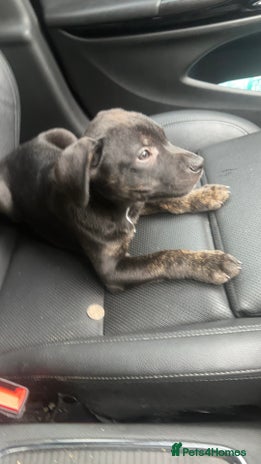 Staffordshire Bull Terrier dogs Staffy Brindle Black Boy London Staffordshire - Advert 14