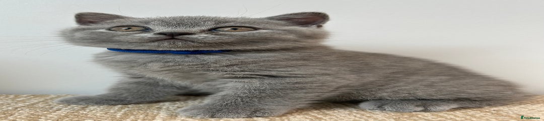 Henry (Blue Collar)