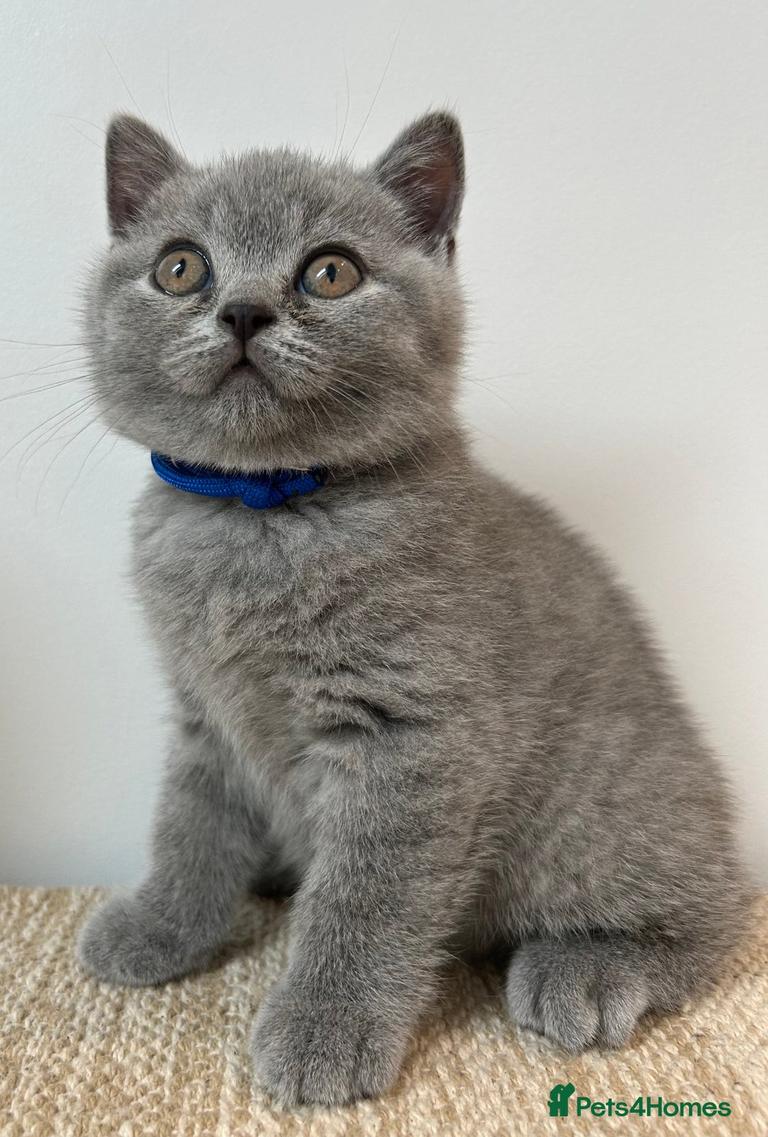 British Shorthair cats for sale: Charming GCCF British Shorthair Kittens 🐈‍⬛  - Image 9