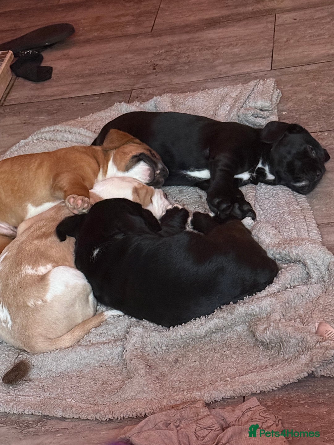 Mixed Breed dogs for sale: Chunky boys - Advert 16