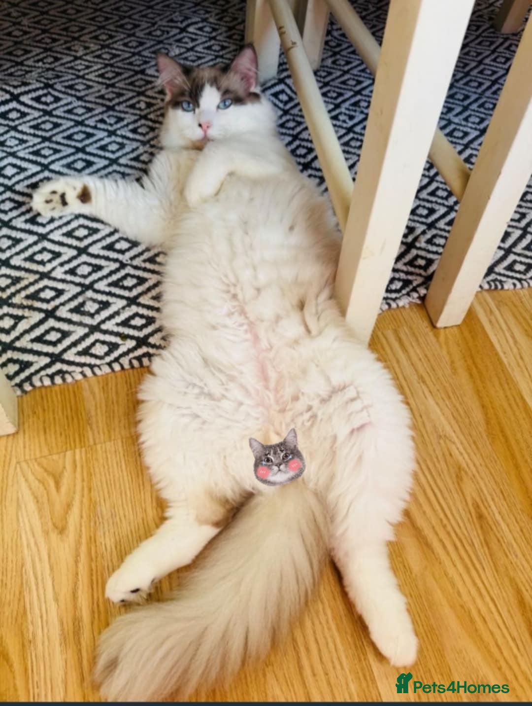 Ragdoll cats for stud: ✨ Ragdoll Stud Available – 1.5 Years Old ✨ - Advert 3