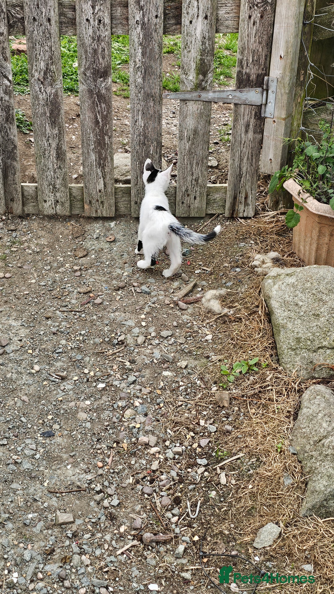 Domestic Shorthair cats for sale: 2 Black and White male kittens  - Image 14