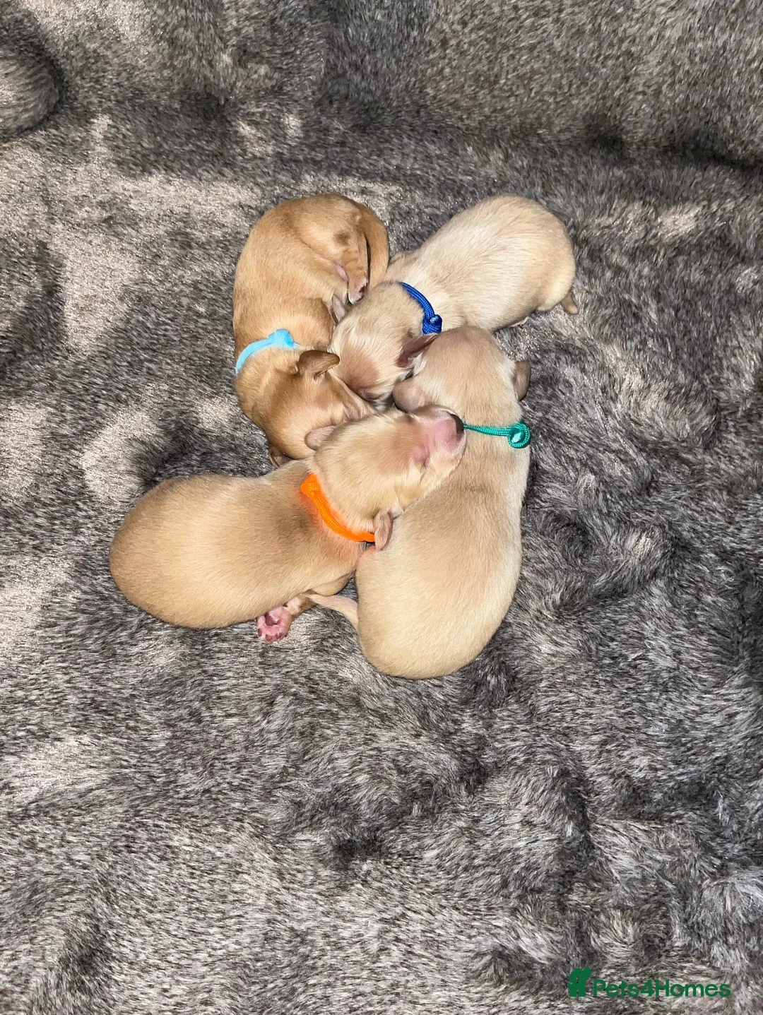 Miniature Dachshund dogs for stud: ee Cream Long Coat Miniature Dachshund Stud in Dalry - Advert 13