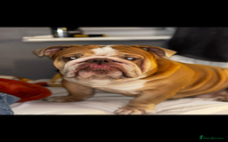 English Bulldog dogs for sale: Rubble the bulldog  - Image 6