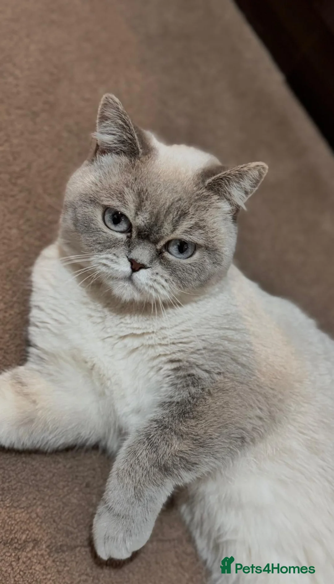 British Shorthair cats for sale: 1male-2female British shorthair  in Clydebank - Advert 2