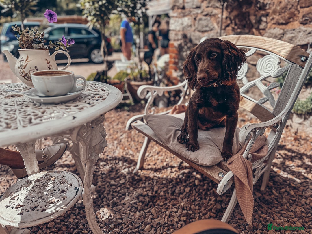 Cocker Spaniel dogs for sale: 4 months old working cocker spaniel - Image 2