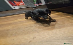 Miniature Dachshund dogs for sale: Miniature Dachshund puppies - Image 4