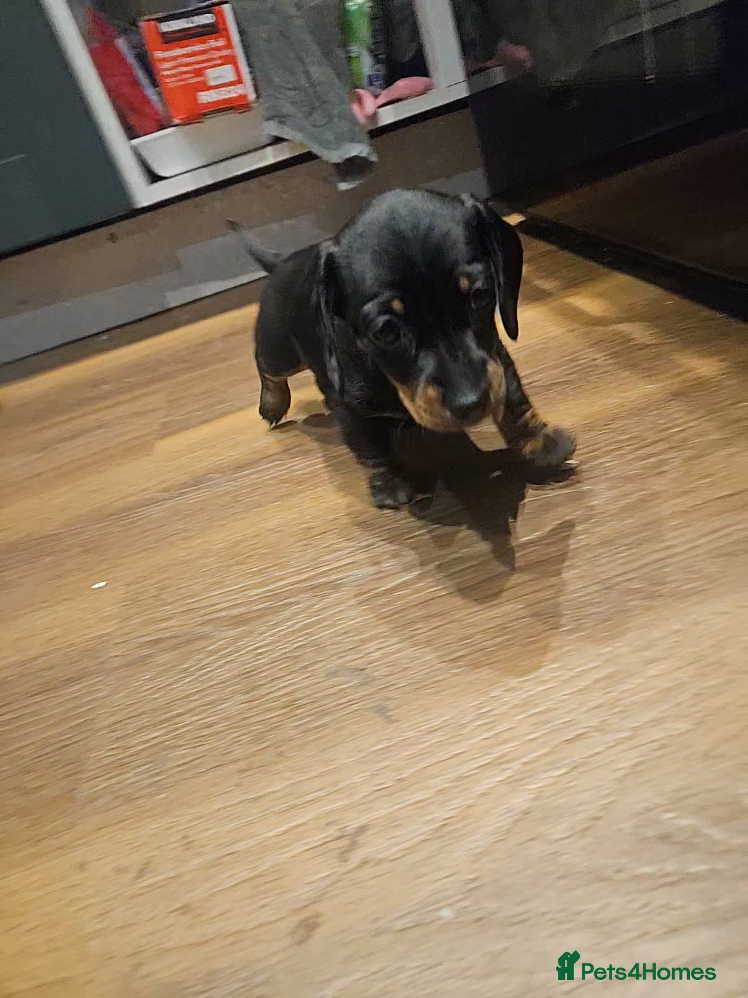 Miniature Dachshund dogs for sale: Miniature Dachshund puppies - Image 4