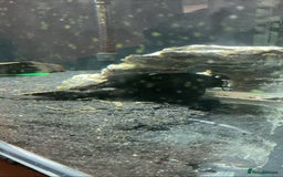 Cichlids fish for sale: 5ft x 2ft x2ft aquarium  - Image 5