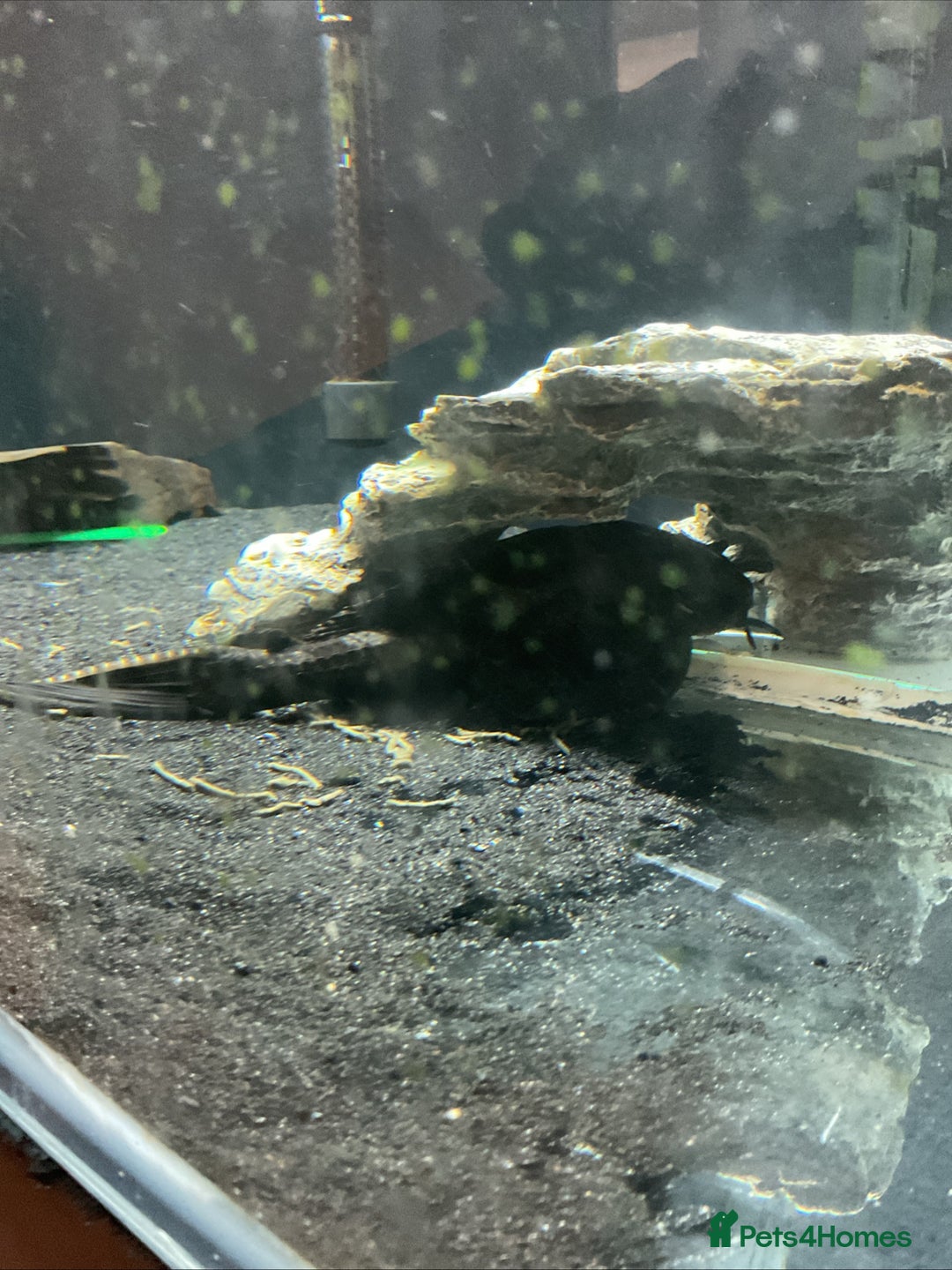 Cichlids fish for sale: 5ft x 2ft x2ft aquarium  - Image 5