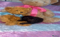 Jackapoo dogs for sale:  Ready on the 18th of December 3 jackapoo puppy’s - Advert 4