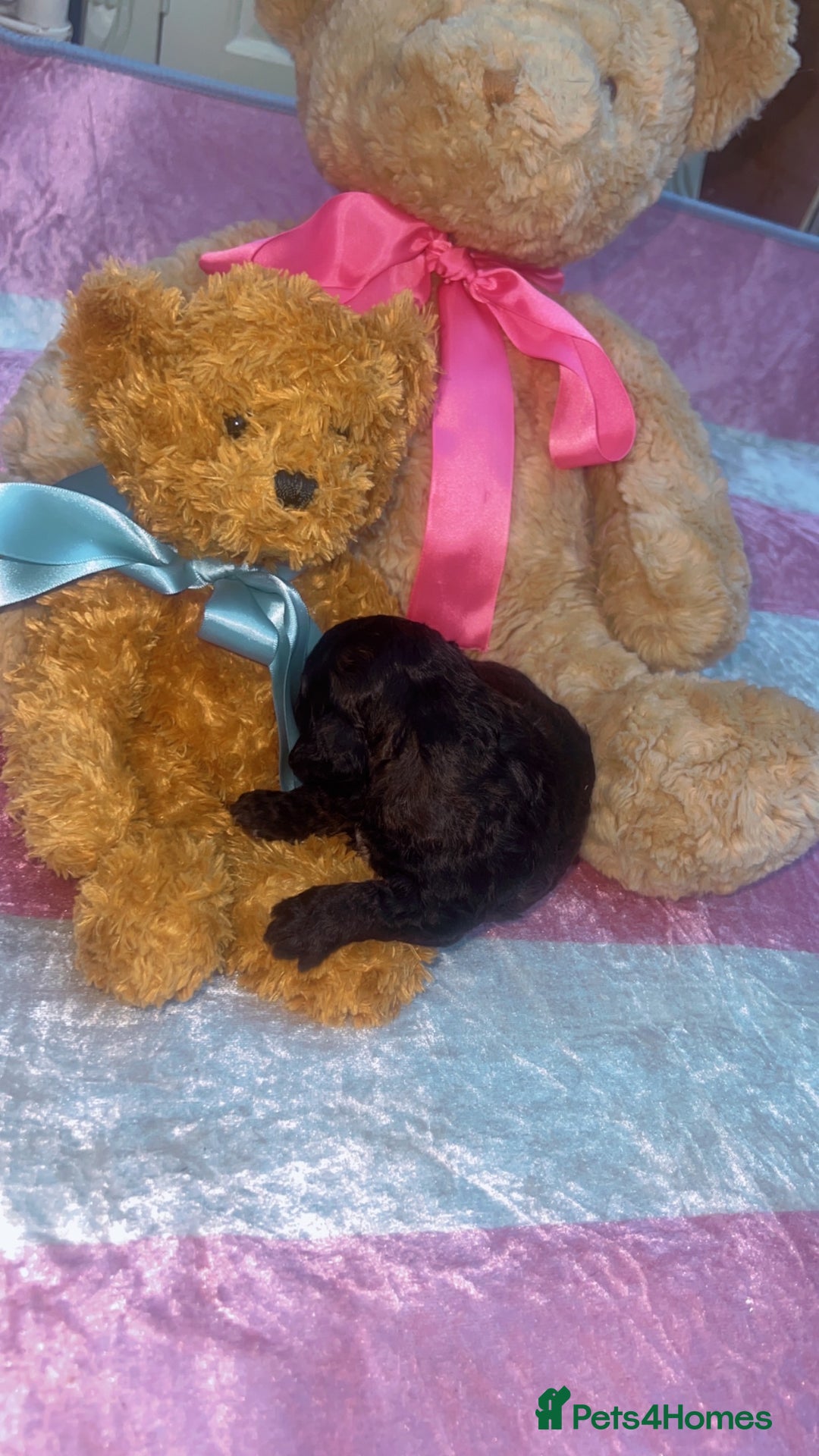 Jackapoo dogs for sale:  Ready on the 18th of December 3 jackapoo puppy’s - Advert 4