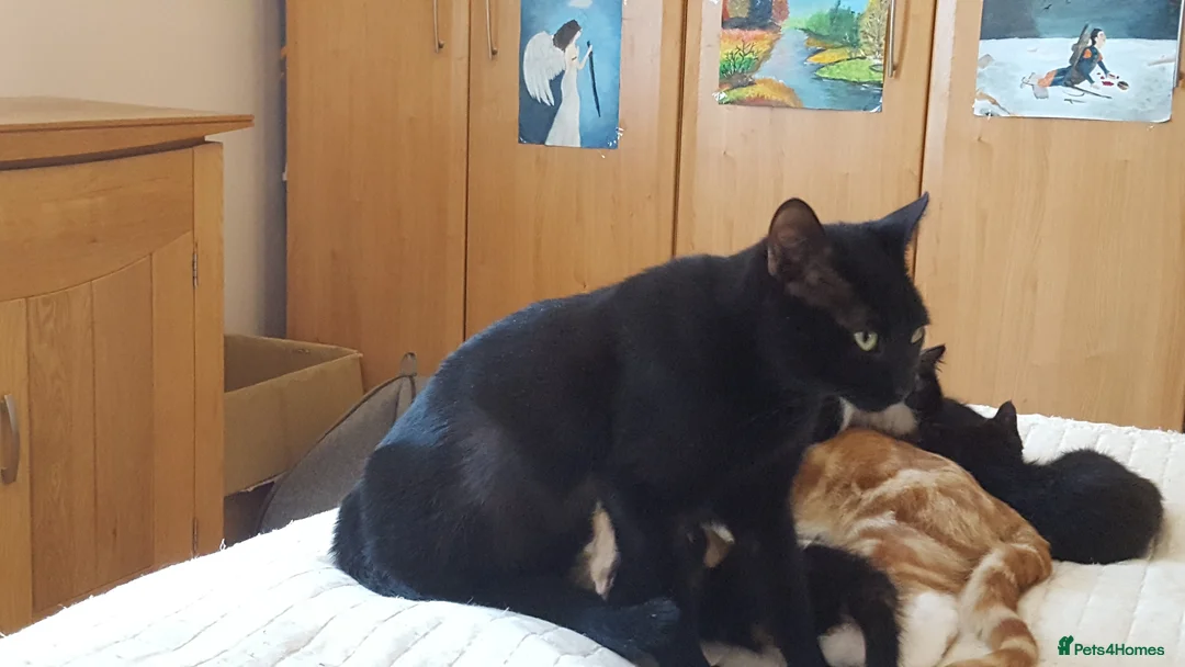 British Shorthair cats for sale: Gorgeous Kittens Looking for Loving Homes!  in London - Advert 10