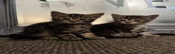 Mixed Breed cats for sale: Mixed Breed Tabby Kittens in Askam-in-Furness - Advert 9