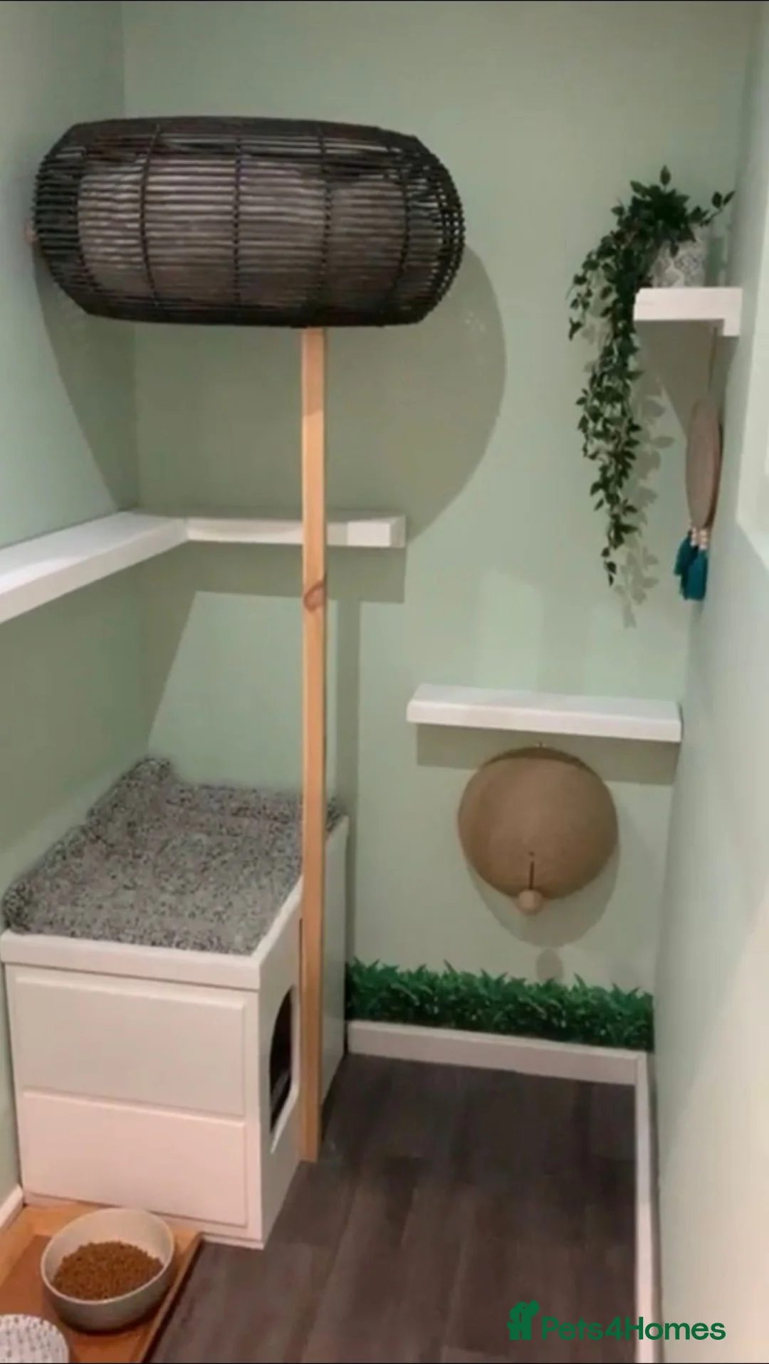 Ragdoll cats for stud: LARGE PROVEN STUD (bluepoint) in Brighouse - Advert 12