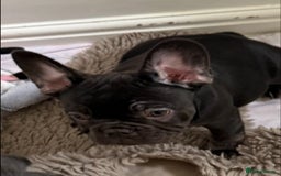French Bulldog dogs for sale: 7 months old boys  - Image 3