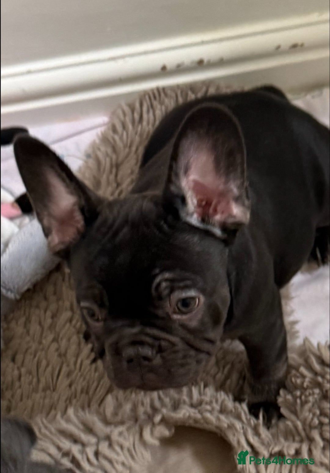 French Bulldog dogs for sale: 7 months old boys  - Image 3
