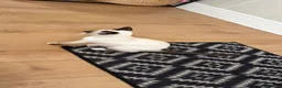 Siamese cats for sale: Oriental Siamese 6month old - Advert 5