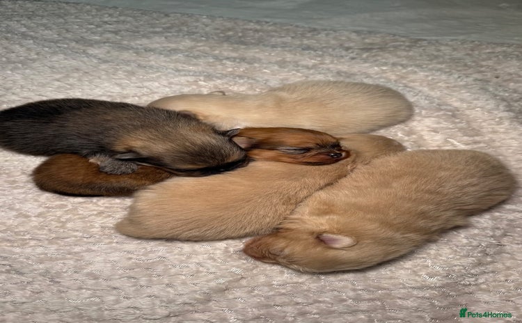 Pomeranian dogs - Advert 4