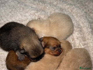 Pomeranian dogs TEDDY KC POMERANIANS 🐶 - Advert 5