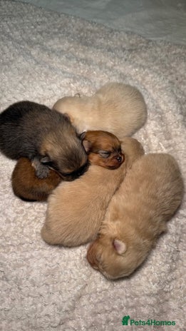 Pomeranian dogs - Advert 4