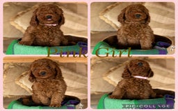 Cavapoo dogs for sale: Extensively Health Tested F1b Cavapoo Puppies   - Image 3