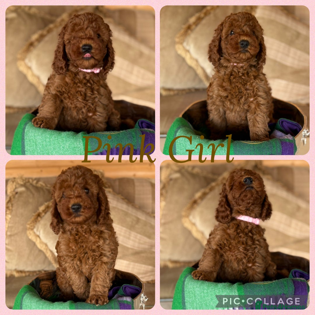 Cavapoo dogs for sale: Extensively Health Tested F1b Cavapoo Puppies   - Image 3