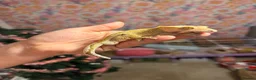 Gecko reptiles for sale: Stunning Male Yellow Patternless Crested Gecko - Advert 7