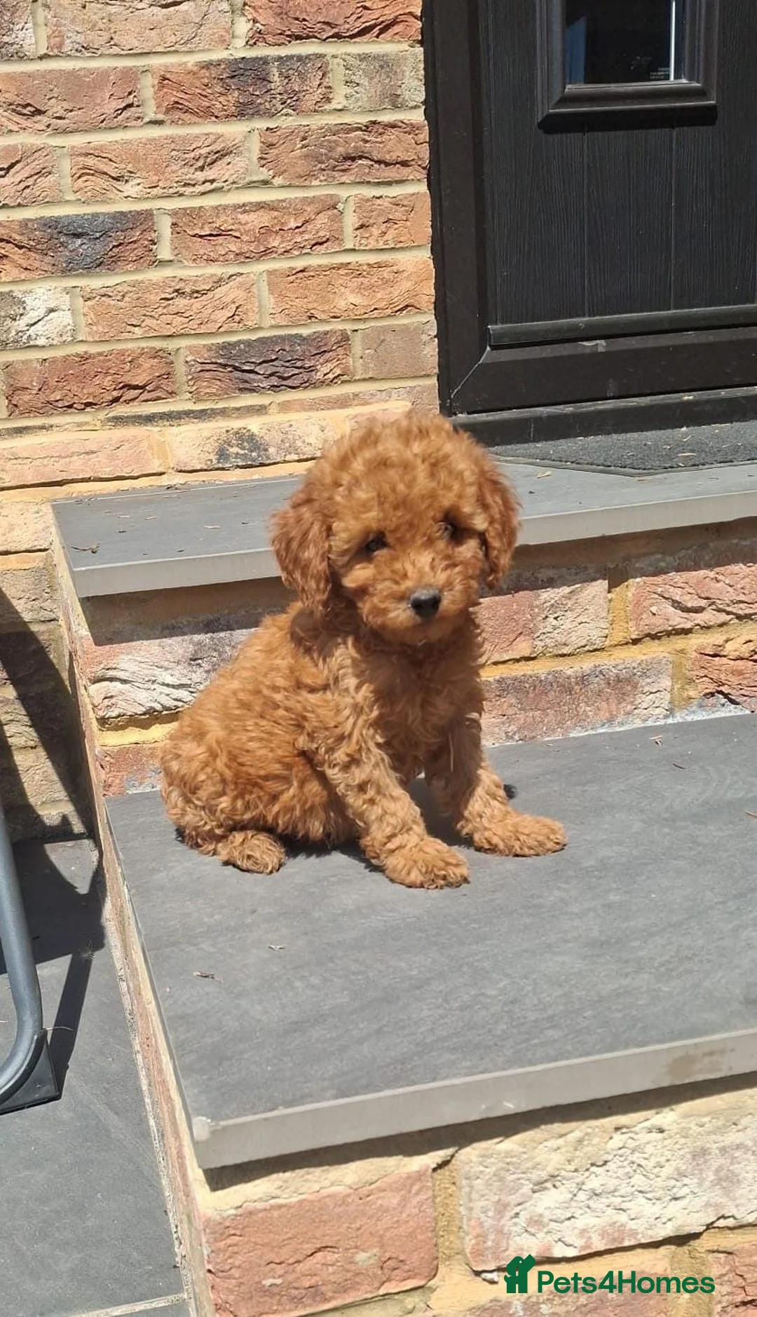 Cockapoo dogs for sale: F1b cockapoo puppies  in Staines - Advert 1