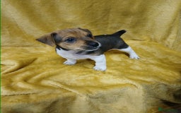 Jack Russell dogs for sale: Jack Russell puppies  - Image 1