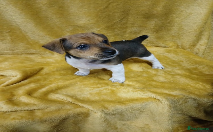 Jack Russell dogs - Advert 1