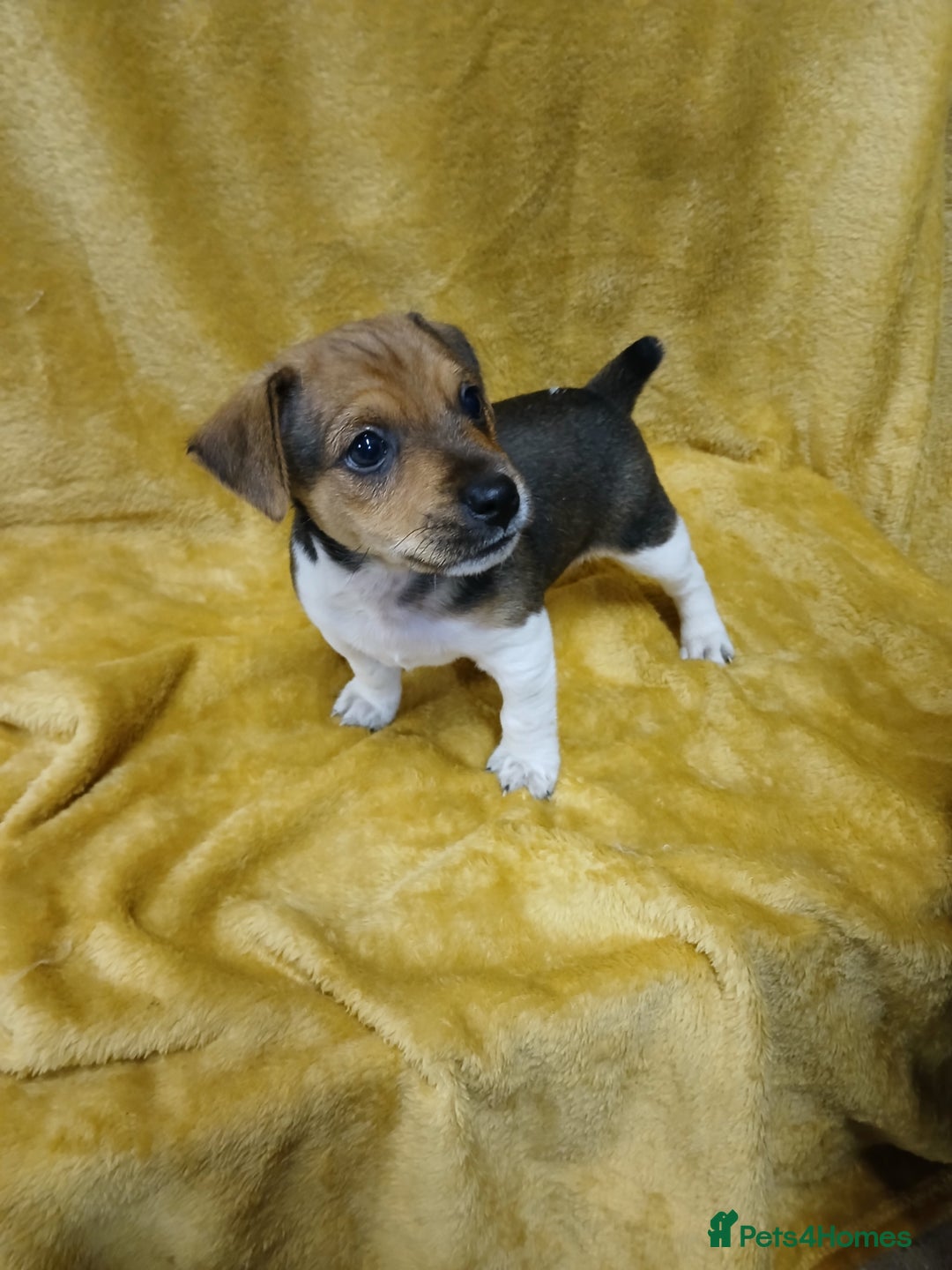 Jack Russell dogs for sale: Jack Russell puppies  - Image 1