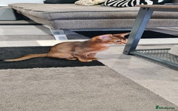 Abyssinian cats for sale: Last aby boy - Image 3