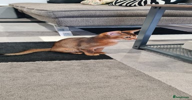 Abyssinian cats - Advert 3