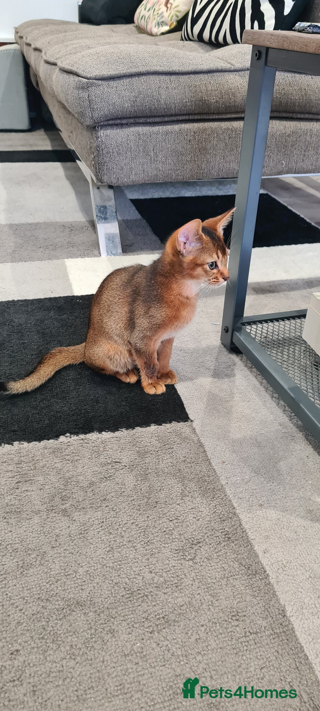 Abyssinian cats for sale: Last aby boy - Image 3