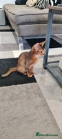 Abyssinian cats - Advert 5