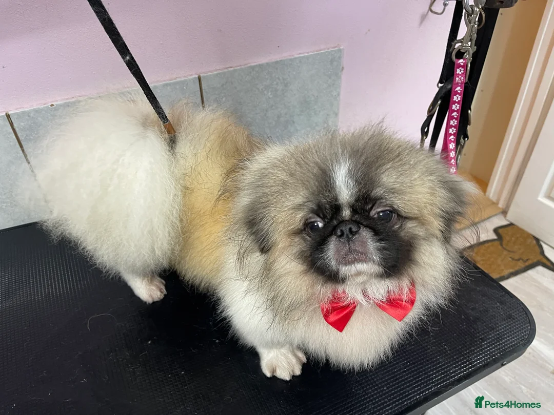 Pekingese dogs for stud: PROVEN! Parti Coloured Pekingese for Stud  in Rugby - Advert 2
