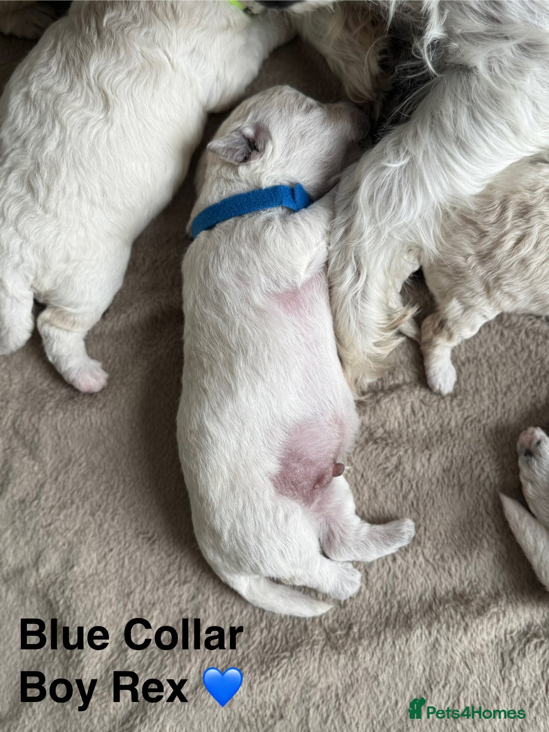 Poochon dogs for sale: Beautiful Poochon Puppies – Ready for Viewing - Image 18