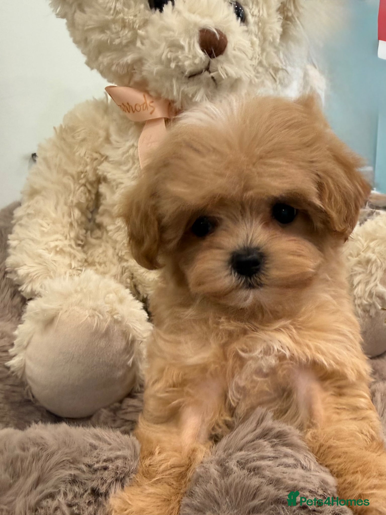 Maltipoo dogs for sale: 7 beautiful girls. F1. DNA clear & health tested.  - Advert 19
