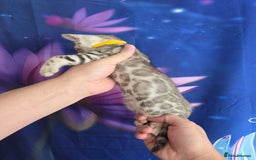 Bengal cats for sale: 3 exquisite Tica registered bengals  - Image 5