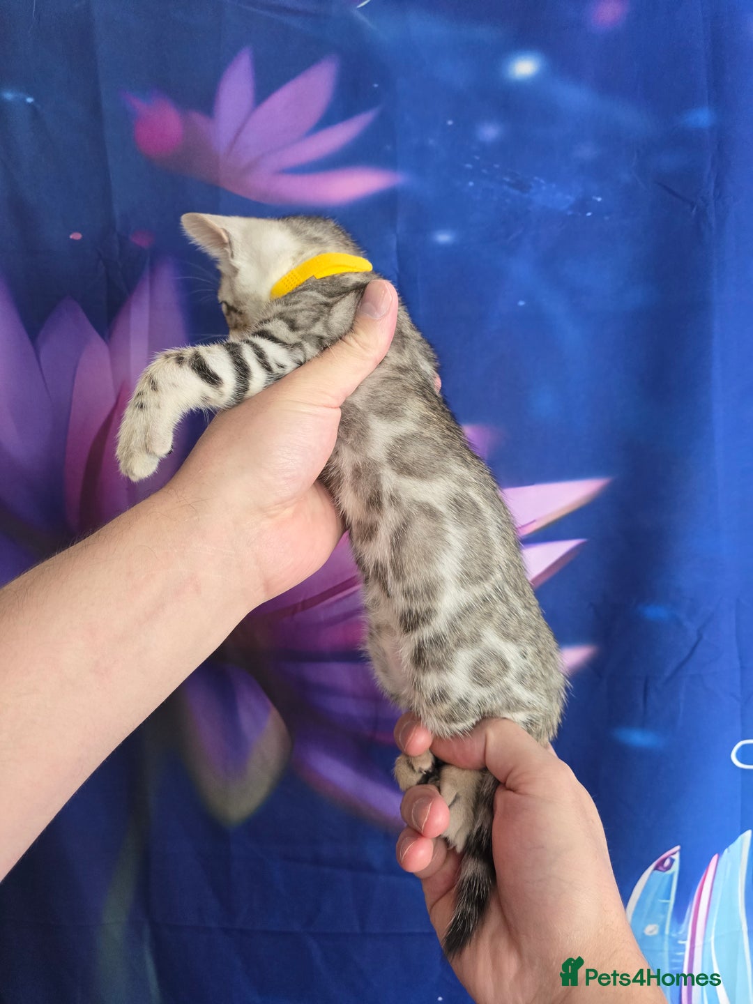 Bengal cats for sale: 3 exquisite Tica registered bengals  - Image 5