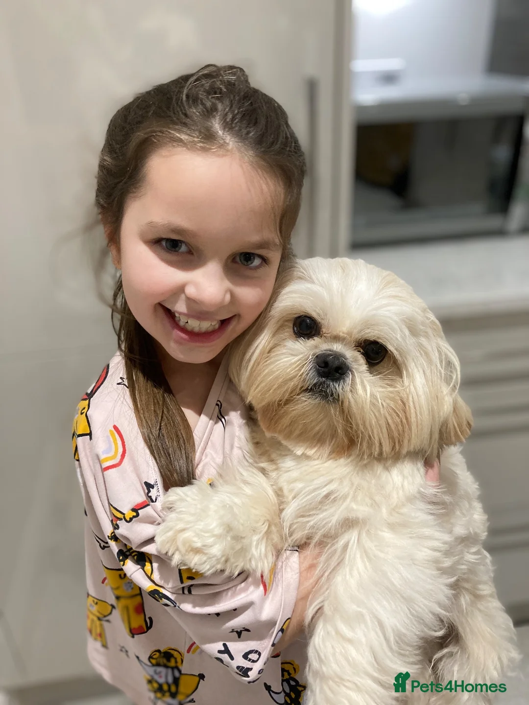 Shih Tzu dogs for stud: In search of a special girl  in Thirsk - Advert 2