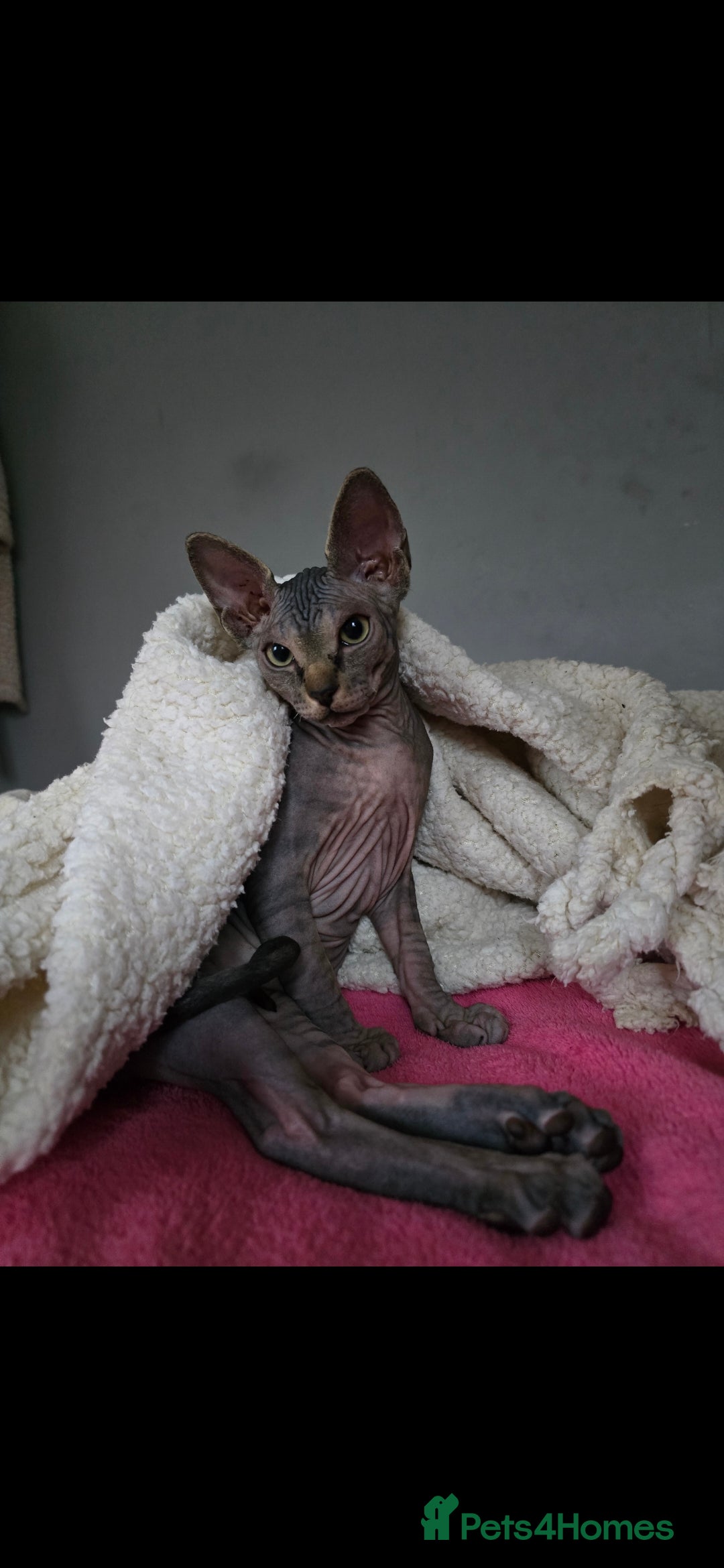 Sphynx cats HANDSOME BLACK TABBY SPHYNX BOY! 🖤🐾 - Advert 1