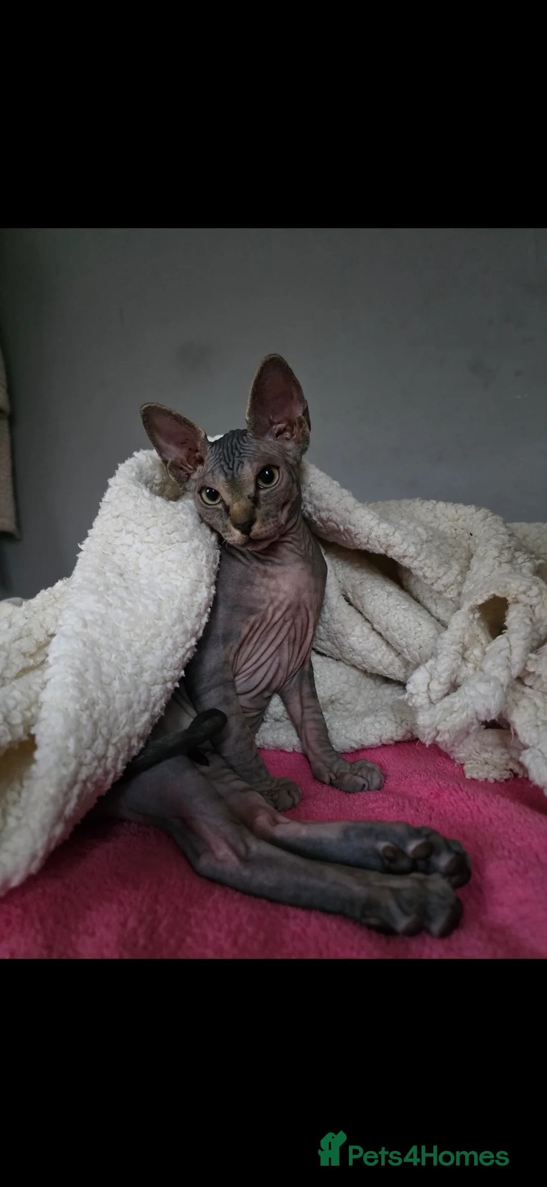 Sphynx cats for sale: HANDSOME BLACK TABBY SPHYNX BOY! 🖤🐾 - Advert 1