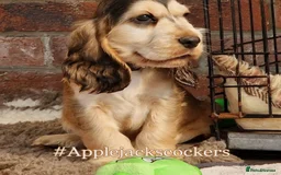 Cocker Spaniel dogs for sale: Pedigree SHOW Cocker Spaniel Puppies - Image 2