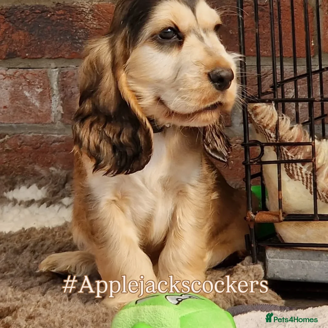 Cocker Spaniel dogs for sale: Pedigree SHOW Cocker Spaniel Puppies - Image 2