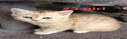 Scottish Fold cats for sale: Beautiful Scottish Fold/Straight Kittens  - Advert 21