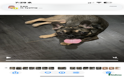 French Bulldog dogs for sale: Lily the frenchie - Image 3