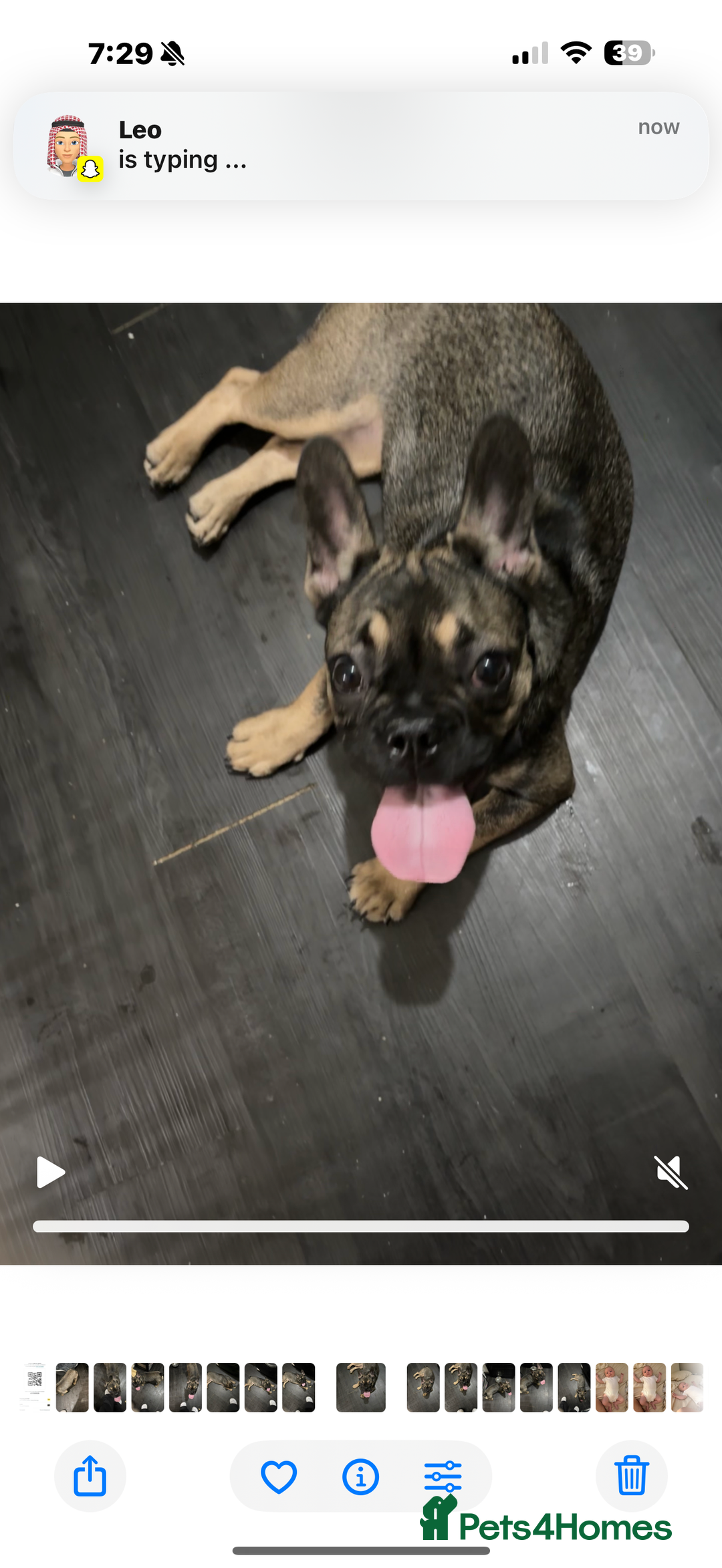 French Bulldog dogs for sale: Lily the frenchie - Image 3